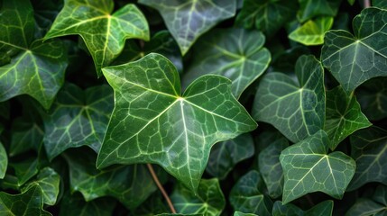 Close up Image of Ivy Leaf