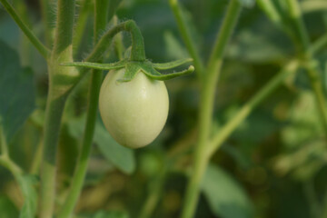 green unripe Tomato, Green tomatoes plantation. Organic farming, young unripe tomato plant growth in greenhouse, Fresh green unripe tomatoes growing in the garden, Vegetable plantation with tomatoes