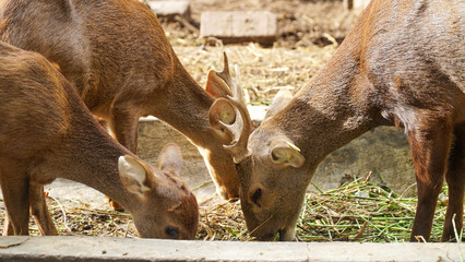 Fototapeta premium Scenic view of a Bawean deer found roaming around in a zoo. The Bawean deer, is a highly threatened species of deer endemic to the island of Bawean
