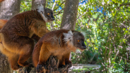Two female lemurs Eulemur macaco are sitting on a tree, looking carefully. Fluffy brown fur, white tufts on the head, bright orange eyes. The soft background is green foliage. Madagascar. Nosy Komba © Вера 