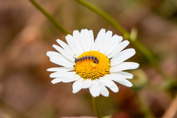 白いマーガレットの蜜を吸う芋虫