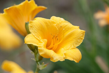 黄色いヘメロカリスの花