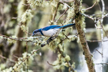 California scrub jay sitting on the branch