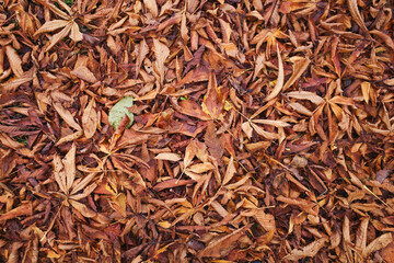 feuille morte sur le sol