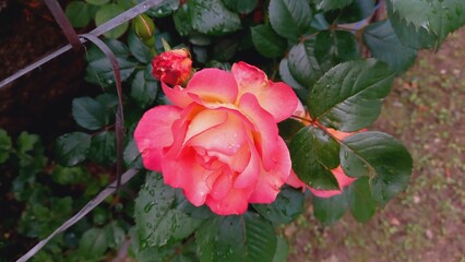 Garden Roses or Rose flowers of Multi Color Red, Pink, Yellow and White colors with the backgrounds of green, blur and beautiful sky