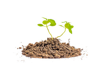 young plant sprout growing from soil isolated on white or transparent png background ,plant growing from soil isolated