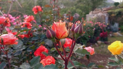 Garden Roses or Rose flowers of Multi Color Red, Pink, Yellow and White colors with the backgrounds of green, blur and beautiful sky