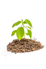 young plant sprout growing from soil isolated on white or transparent png background ,plant growing from soil isolated