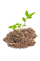young plant sprout growing from soil isolated on white or transparent png background ,plant growing from soil isolated