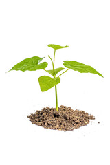 young plant sprout growing from soil isolated on white or transparent png background ,plant growing from soil isolated