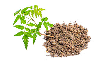 young plant sprout growing from soil isolated on white or transparent png background ,plant growing from soil isolated