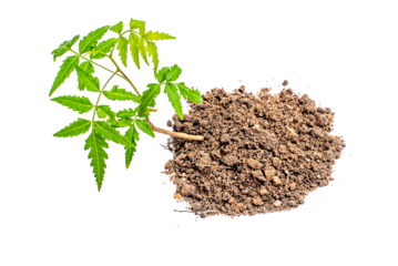 young plant sprout growing from soil isolated on white or transparent png background ,plant growing from soil isolated