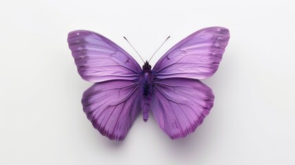 Obraz premium Purple butterfly on a white background