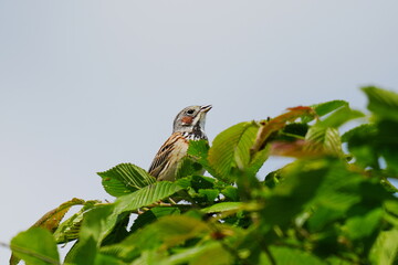 枝に止まるホオアカ