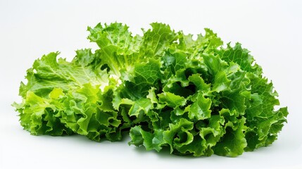 Green lettuce growing fresh set against a white backdrop