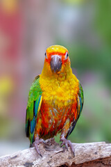 The sun conure (Aratinga solstitialis), also known as the sun parakeet