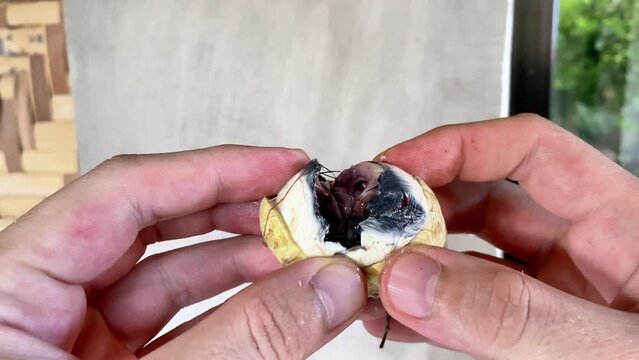 embryo in duck egg. Traditional asian food balut. open egg with embryo