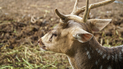 Chital or cheetal, also known as spotted deer, chital deer, and axis deer, is a species of deer...