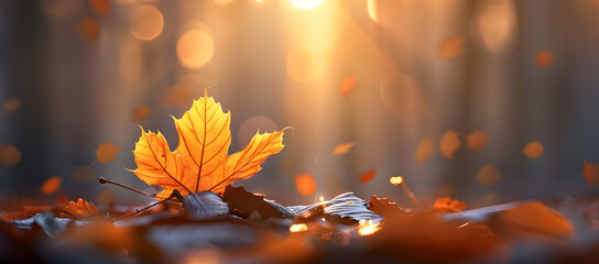 Autumn leaves in the woods.