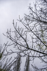 Pine trees in a forest