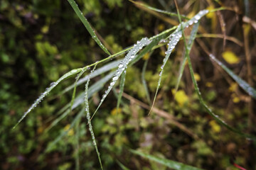 Rain-wet clovers