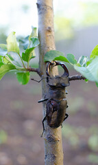 a large and old deer beetle (Lucanidae) on a branch