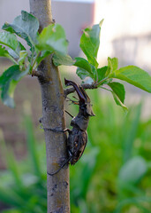 a large and old deer beetle (Lucanidae) on a branch