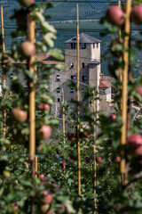Apple Orchards at the Castello di Cles in Italy at the Lago di Santa Giustina in Trento Province