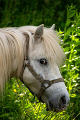 Obraz premium portrait of a white horse 