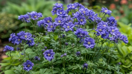 Fototapeta premium A planter with a cluster of blue flowers, green leaves in the background, and a solitary pink blossom in the center Foreground features purple blooms