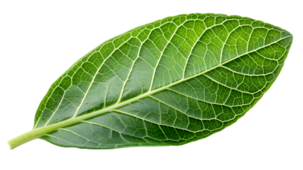 Ashwagandha Leaf Isolated on a white background, leaf png