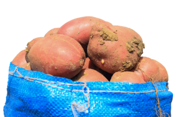 Photo Description, a fresh raw potatoes in a sack on a white background, many big potatoes in a white basket,ready to sell