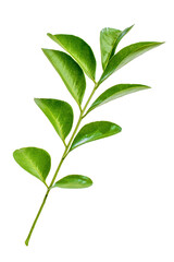 green leaves isolated on white background hd png 