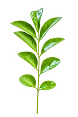 green leaf isolated on white background hd png 