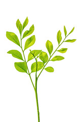 green leaves isolated on white background hd png 