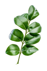 leaves isolated on white background hd png 