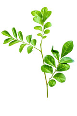 plant isolated on white hd png 