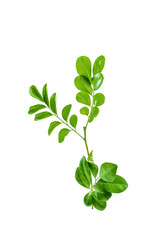 leaf isolated on white background hd png 