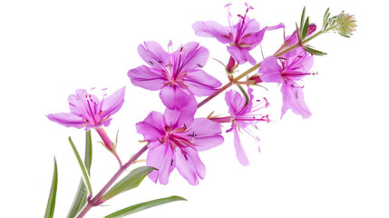 a micro closeup of a single fireweed flower, realistic, white background