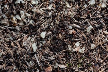 Ameisen im Wald