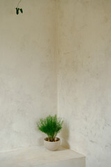 Green plant in a white pot on a ledge