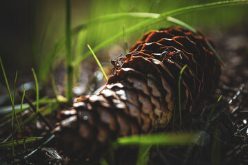 Ameisen im Wald