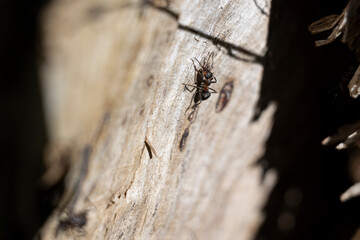Ameisen im Wald