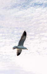 Single White Seagull Flying Overhead With Wings Fully Spread, Taken from Below, Against Stratus Filled Hazy, Twilight Sky, California, USA, no people-vertical