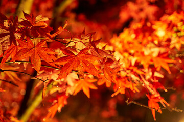 神奈川県　大山寺の紅葉
