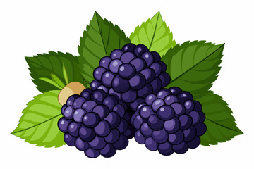 grape fruit vector illustration