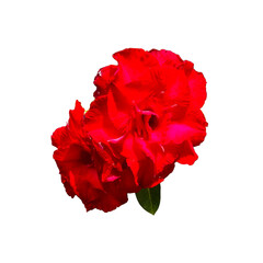 Rose, a red flower that expresses elegance, passion and nature on a white background.