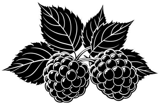 recommend clip art: grape fruit silhouette vector illustration