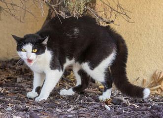 Golden-eyed Tuxedo Cat Hissing and Arching Back in Displeasure.