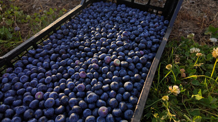 Freshly picked organic blueberries in fruit crates prepared for selling on a market.